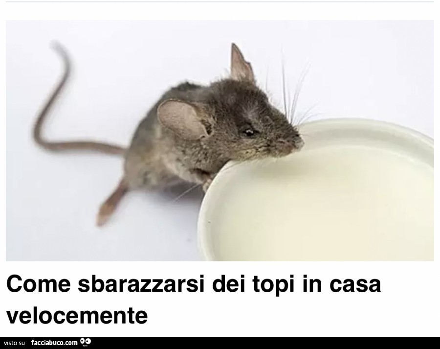 Come Sbarazzarsi Dei Topi In Casa Velocemente Facciabuco