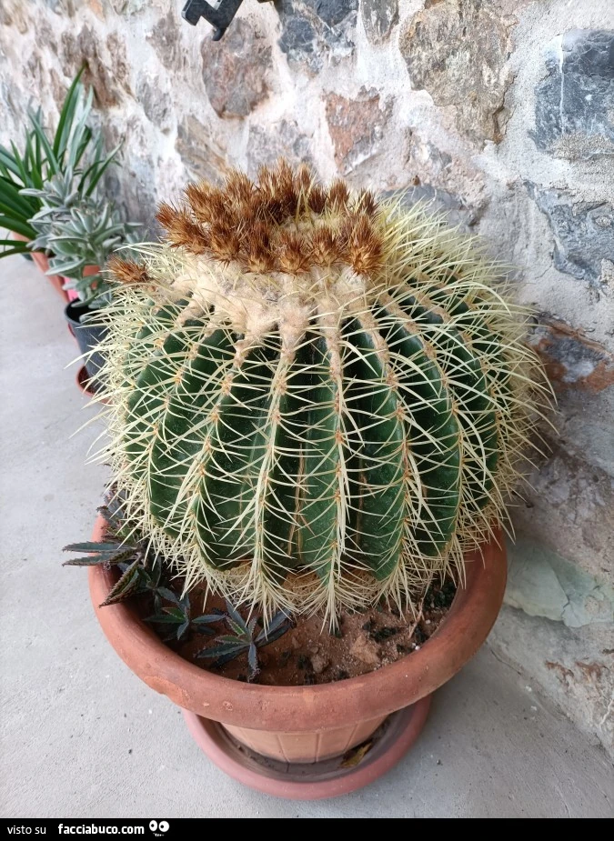Vaccata