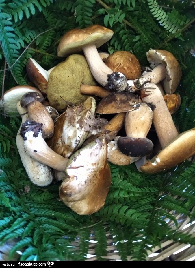 Vaccata