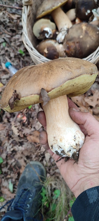 Vaccata