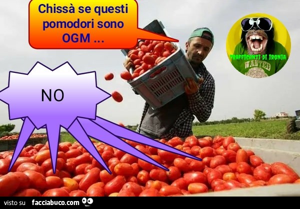 Chissà se questi pomodori sono OGM no