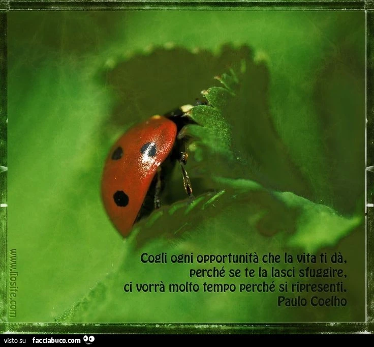 Cogli ogni opportunità che la vita ti dà, perché se te la lasci sfuggire ci vorrà motto tempo perché si ripresenti. Paulo Coelho