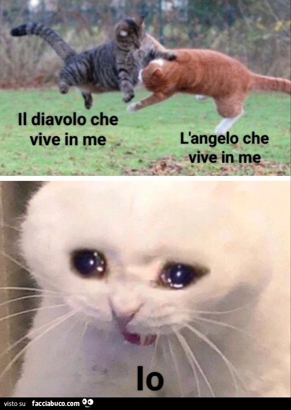 Vaccata