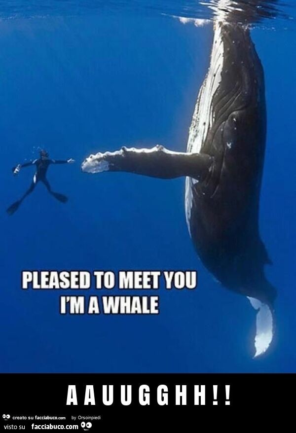 Pleased to meet you I am a whale. Aauugghh