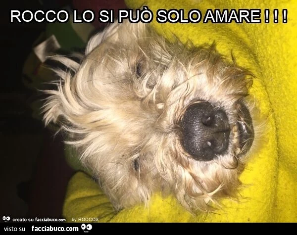 Rocco lo si può solo amare