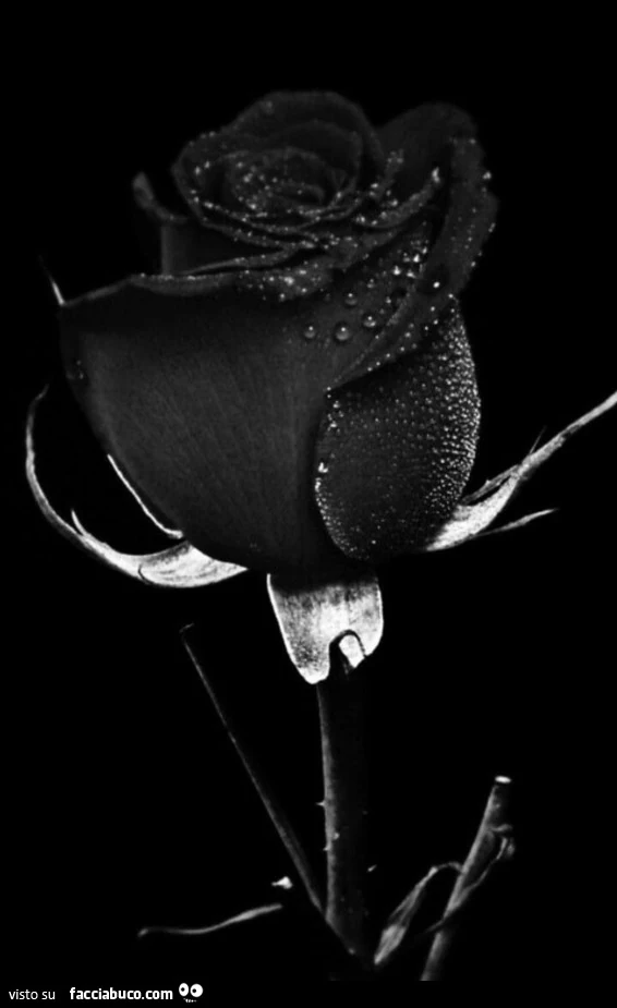 Rosa nera