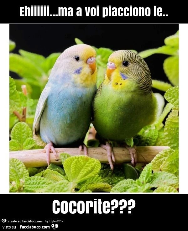 Ehiiiiii&hellip; ma a voi piacciono le. Cocorite?