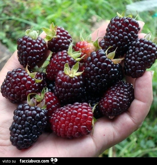 Vaccata