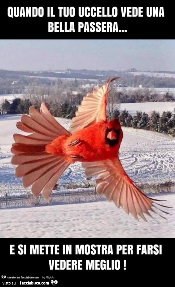 Quando il tuo uccello vede una bella passera… e si mette in mostra per farsi vedere meglio