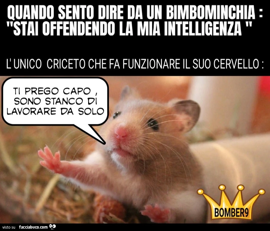 Quando sento dire da un bimbominchia stai offendendo la mia INTELLIGENZA