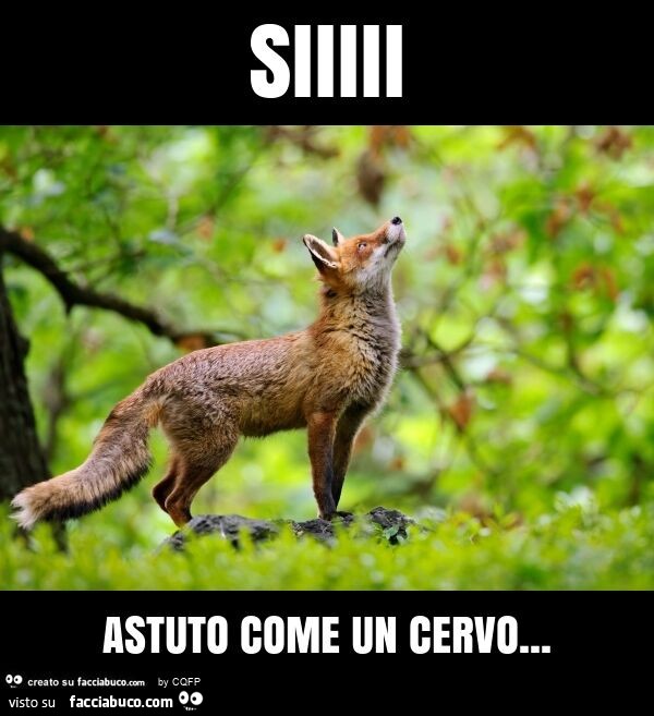 Siiiii astuto come un cervo