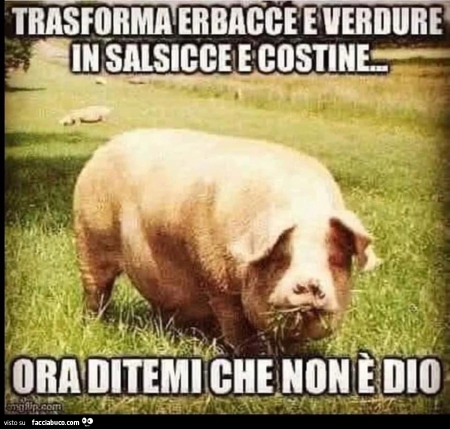 Vaccata
