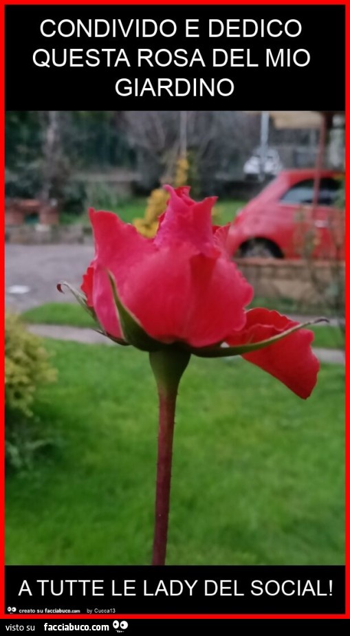 Condivido e dedico questa rosa del mio giardino a tutte le lady del social