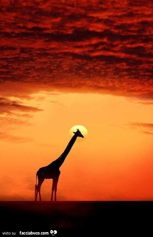 Giraffa al tramonto