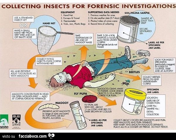 Gli ordinari regalini di… #5Infografica insetti per indagini forensi