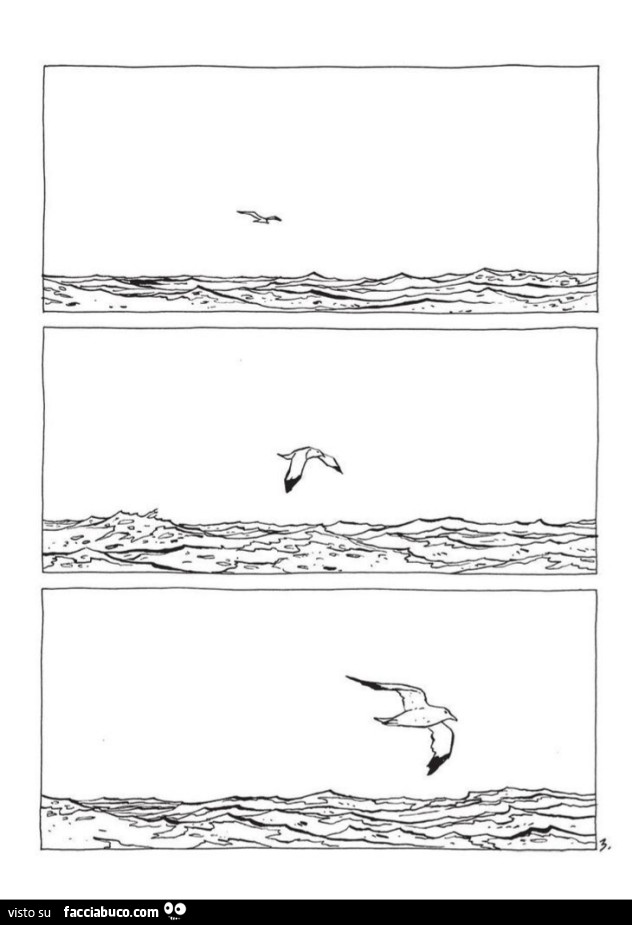Gabbiano in volo