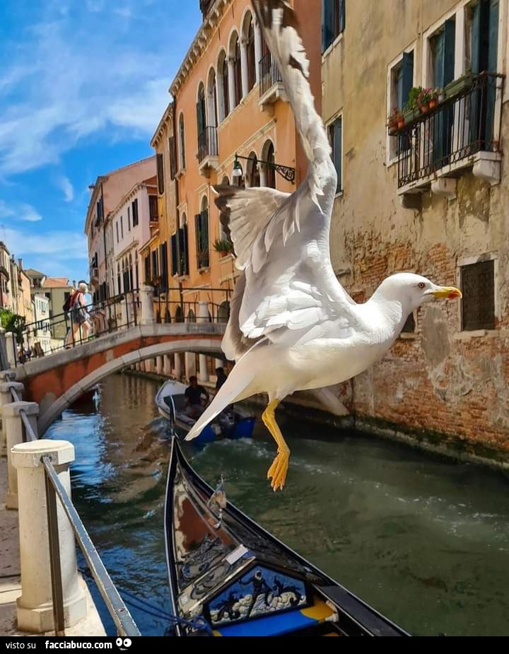 Venezia gabbiano