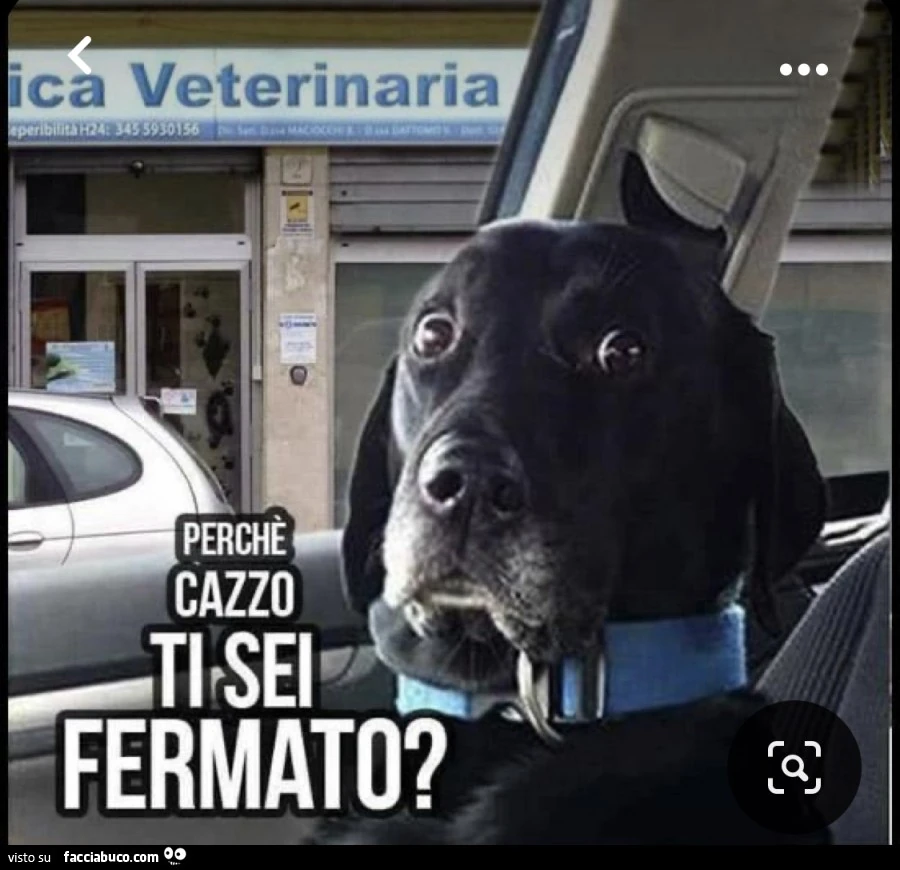 Il cane