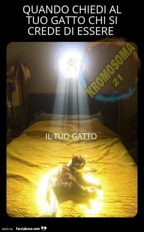 Quando chiedi al tuo gatto chi si crede di essere