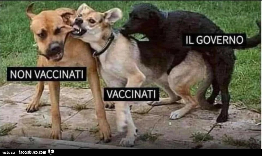 Vaccata
