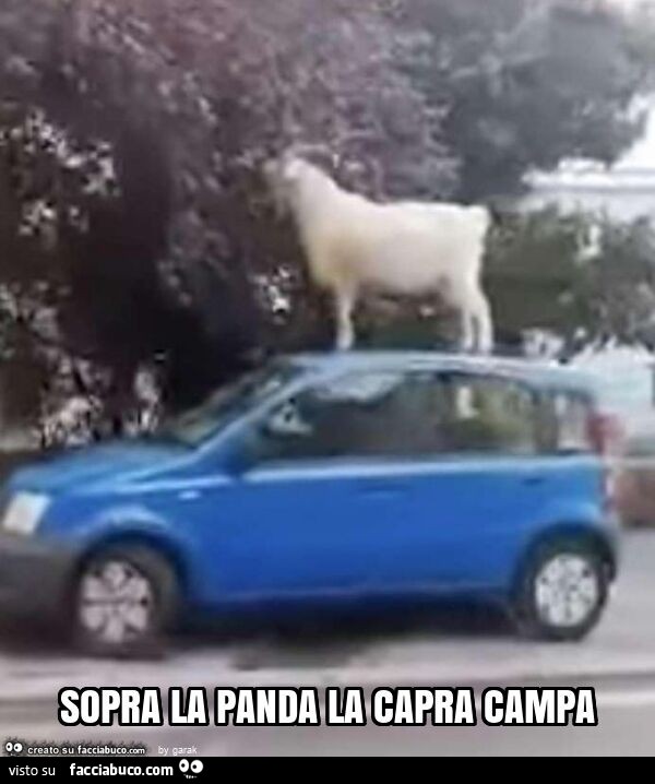 Sopra la panda la capra campa