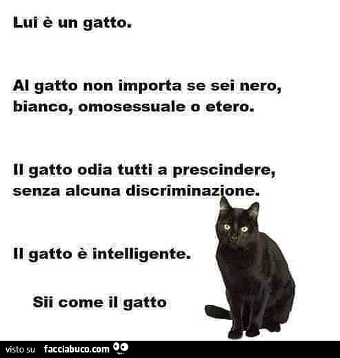 Lui è un gatto. Al gatto non importa se sei nero, bianco, omosessuale o etero. Il gatto odia tutti a prescindere, senza alcuna discriminazione. Il gatto è intelligente. Sii come il gatto