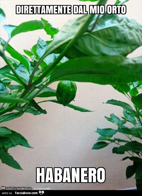 Direttamente dal mio orto habanero