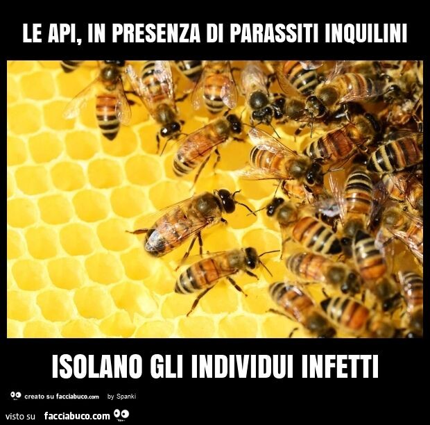 Le api, in presenza di parassiti inquilini isolano gli individui infetti