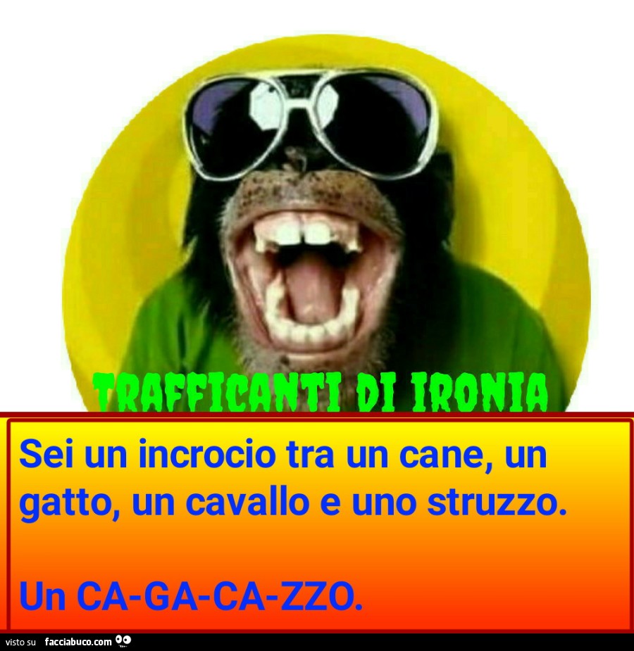 Sei un incrocio tra un cane un gatto un cavallo