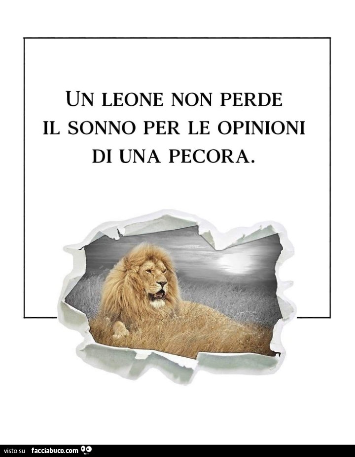 Un leone non perde il sonno per le opinioni di una pecora