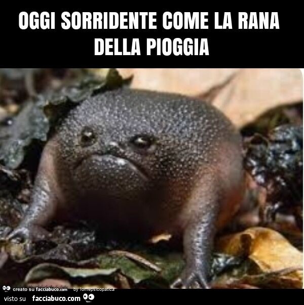 Oggi sorridente come la rana della pioggia