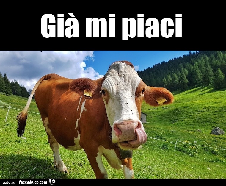 Vaccata