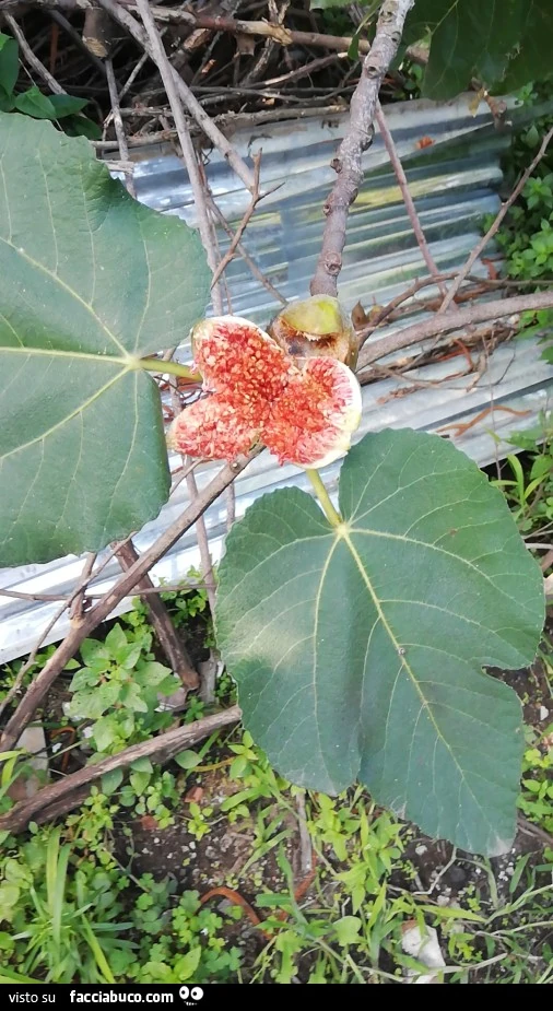 Vaccata
