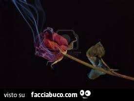 Fumo dalla rosa