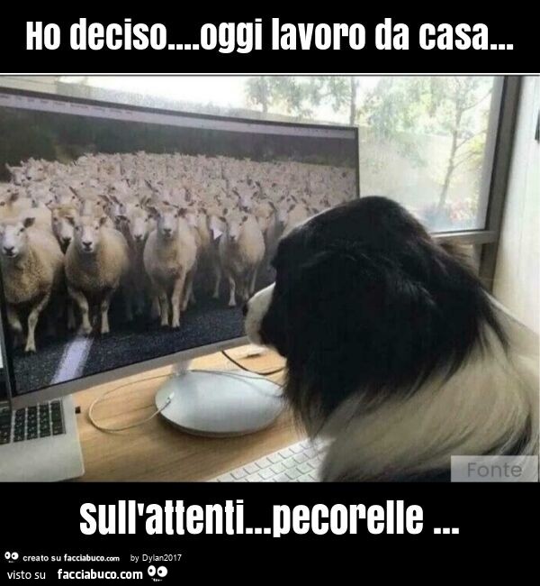 Ho deciso… oggi lavoro da casa… sull'attenti… pecorelle