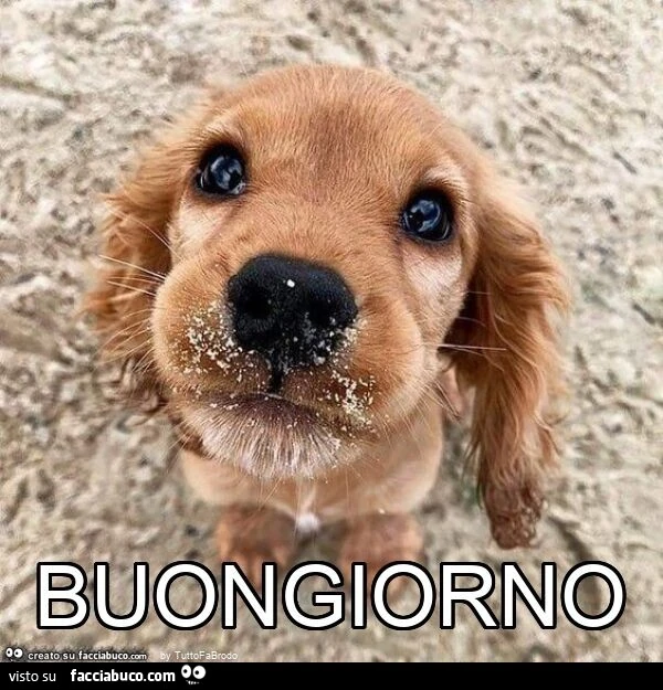 Buongiorno