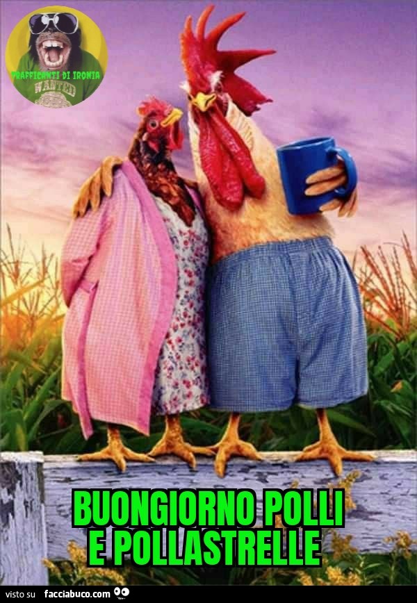 Buongiorno polli e pollastrelle