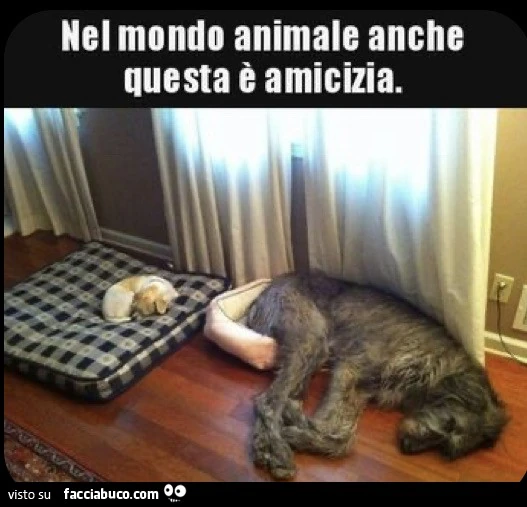 Amicizia