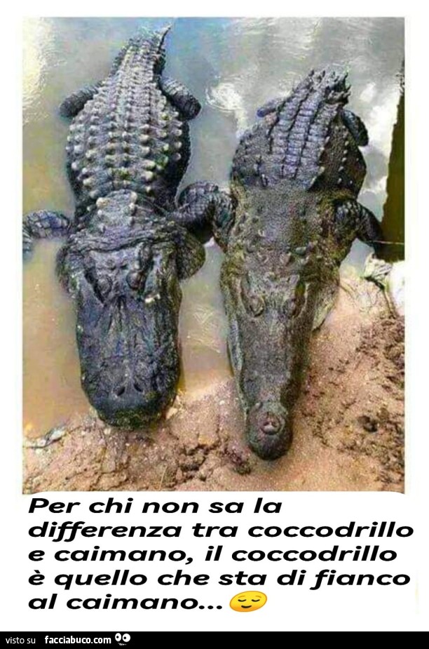 Coccodrillo o caimano?