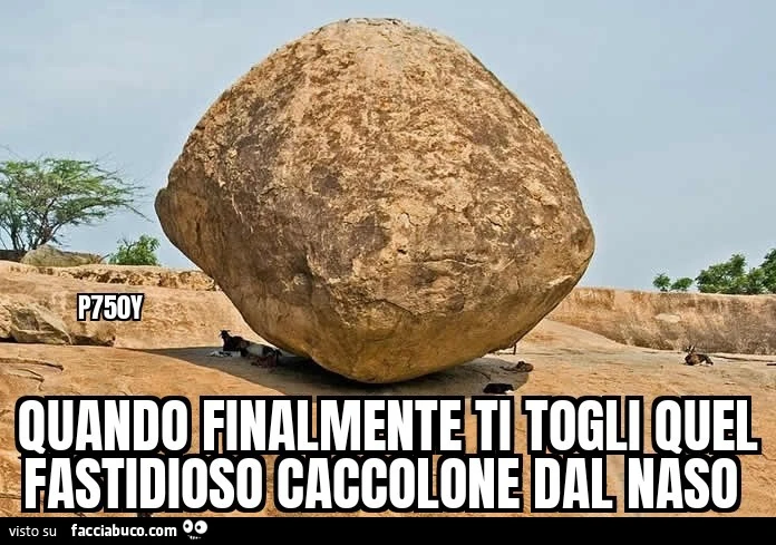 Naso caccola
