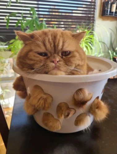 I gatti si possono sciogliere?