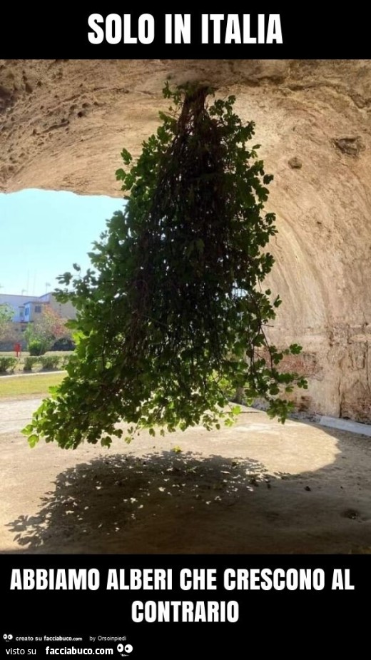 Solo in italia abbiamo alberi che crescono al contrario