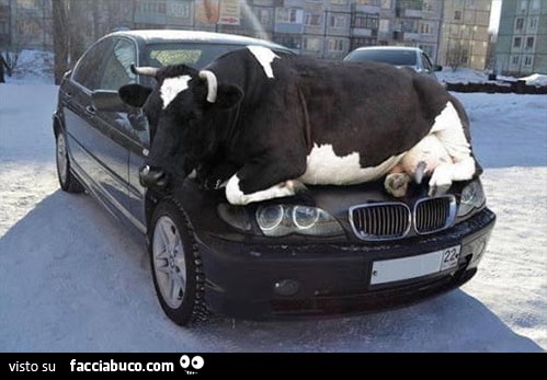 Si sa che a causa del freddo, capita che gli animali cerchino calore dal motore delle auto