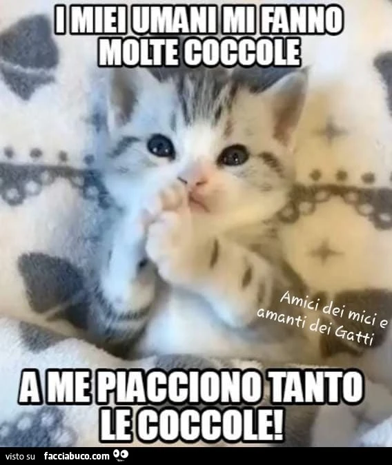 Vaccata