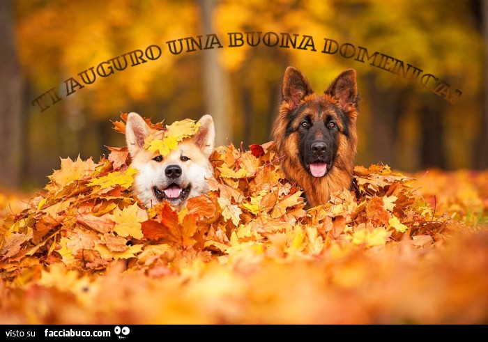 Cani coperti di foglie. Ti auguro una buona domenica