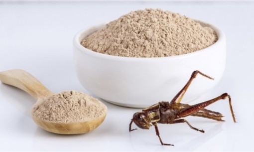 Farina di insetti grilli italian cricket farm disgusto