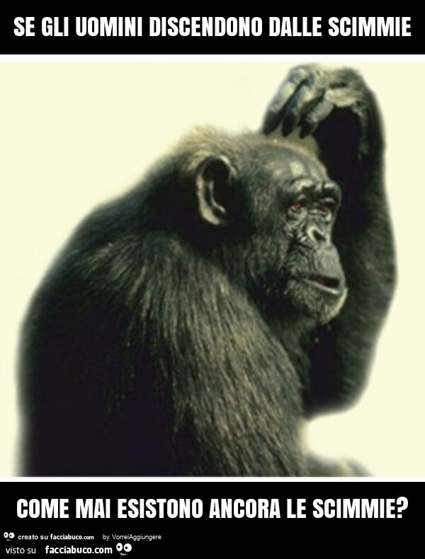 Se gli uomini discendono dalle scimmie come mai esistono ancora le scimmie?