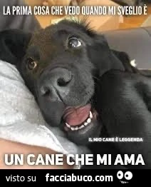 Il cane