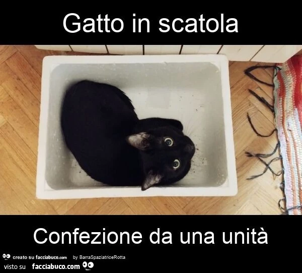Gatto in scatola confezione da una unità