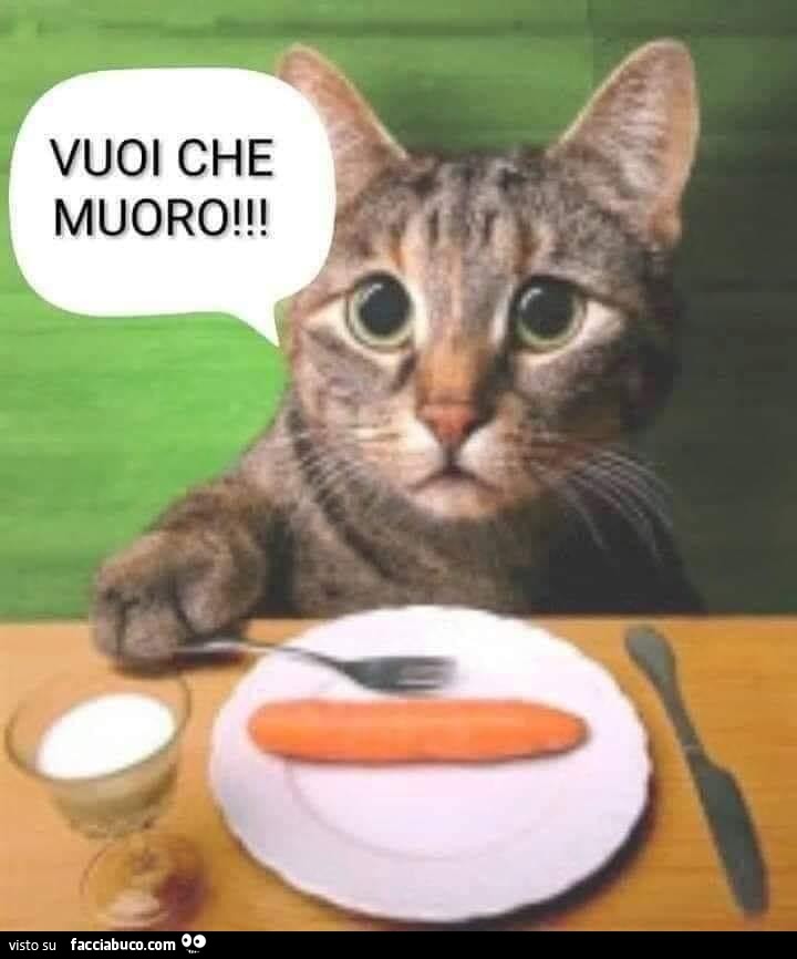 Gatto che mangia